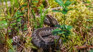 An European adder coiled on the forest floor in Mustjõe, Estonia during summer.